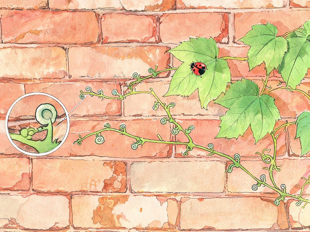 法布尔观察昆虫插画