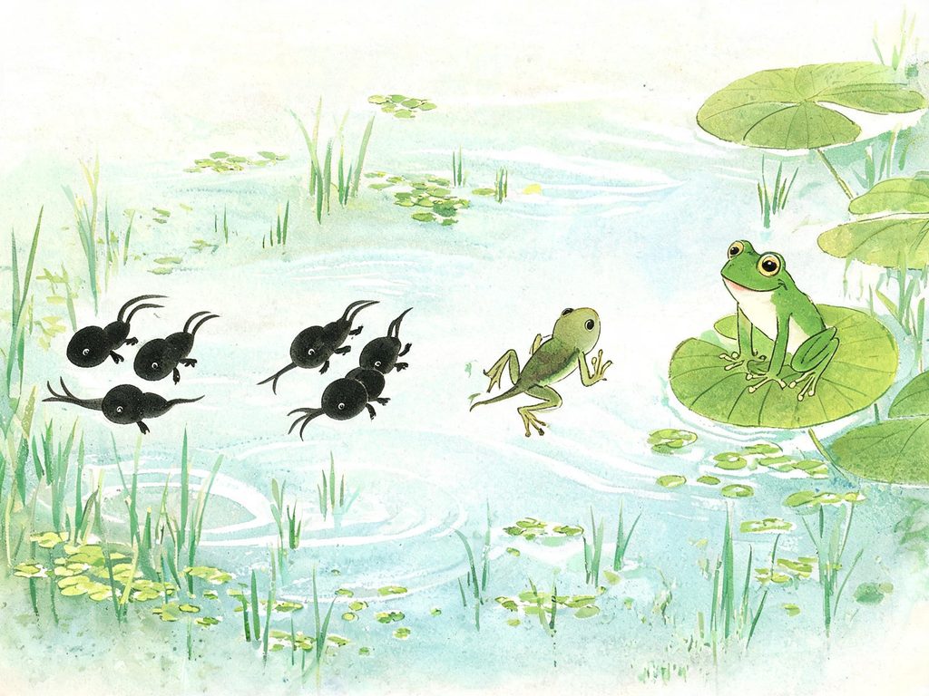 青蛙生活习性和栖息环境的插画
