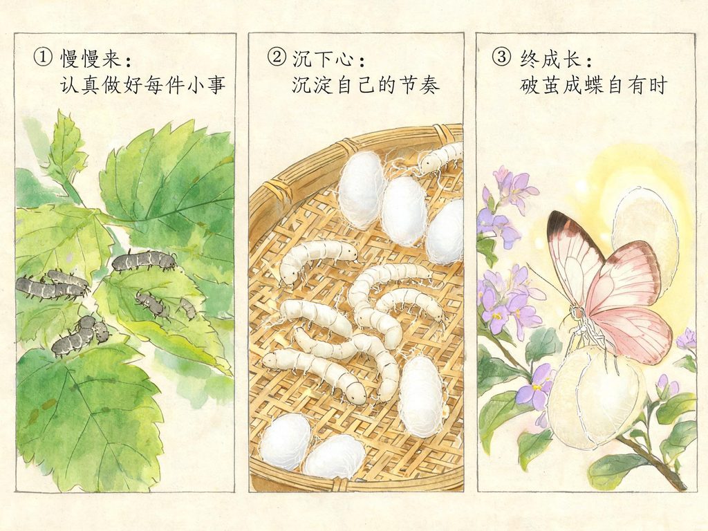蝴蝶蜕变四个阶段的插画