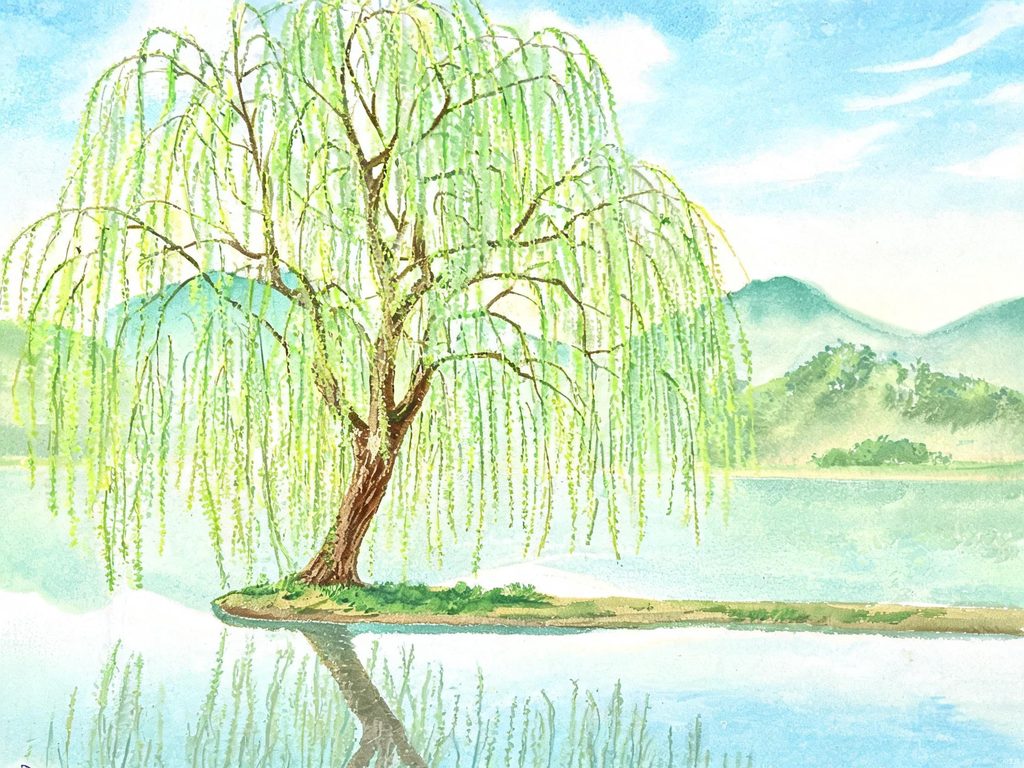 柳树在春风中飘动的插画